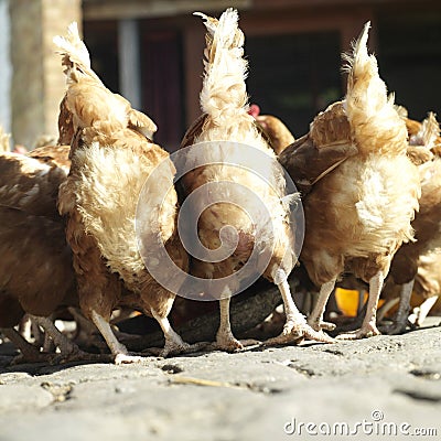 Chickens feeding. Conceptual image shot Stock Photo