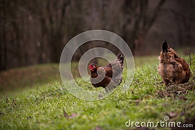 Chickens and hens through the natural farm. poultry feeding on the grass. a group of domestic birds nibbling. barnyard fowl cluste Stock Photo