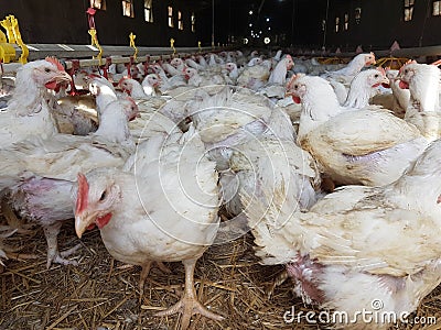Chickens hens poultry farm many looking feeding Stock Photo