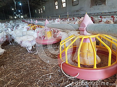 Chickens hens poultry farm many looking feeding Stock Photo