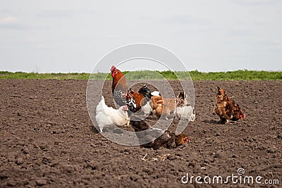 Chickens in the kitchen garden. Stock Photo