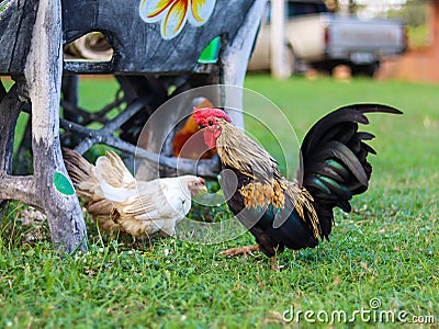 Chickens are nice looking pets. Stock Photo
