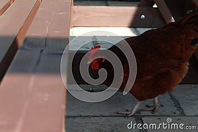 Chickens around farm Stock Photo