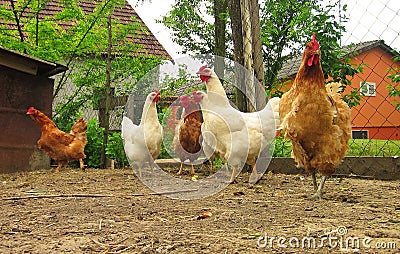 Chickens Stock Photo