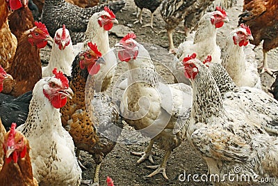 Chickens on the poultry yard Stock Photo