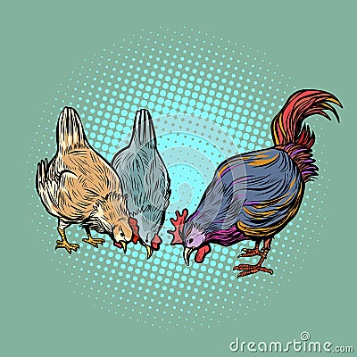 Chickens and rooster. farm bird Vector Illustration