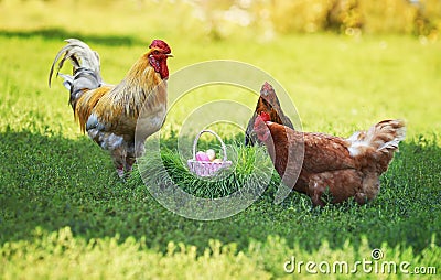 Chickens and rooster walk on the green grass near a festive basket of bright Easter eggs in the village in the spring Stock Photo