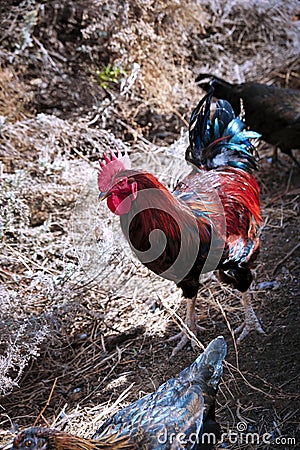 Chickens living wild on a piece of waste land in Los Realejos Stock Photo