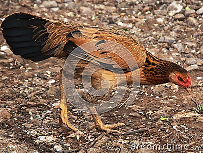 chickens running and looking down Stock Photo