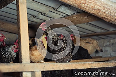 Chickens sitting in a chicken coop Stock Photo