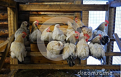 The chickens sitting on the roost Stock Photo