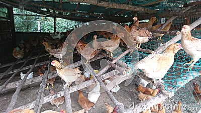 Chickens that stays in a chicken coop Stock Photo
