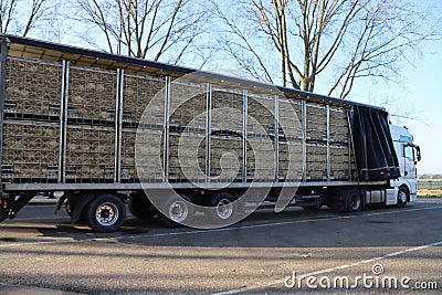 Chickens are waiting in cage for transport to be brought to the halal slaughterhouse in Zevenhuizen Editorial Stock Photo