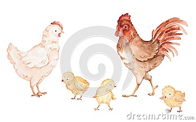 Chickens Watercolor Clipart, Baby Chick Watercolor Illustration, Watercolor Cock Illustrations Stock Photo