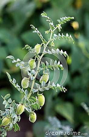 Chickpea Stock Photo