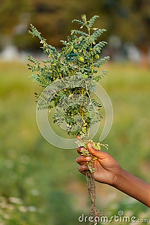 Chickpea or ChanaCicer arietinum plant Stock Photo