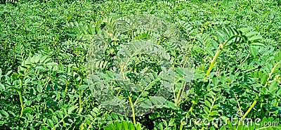 chickpea gram chana plant stock photo Stock Photo