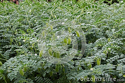 Chickpea or chick pea or Cicer arietinum plants at the field Stock Photo
