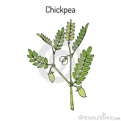 Chickpea Cicer arietinum , or bengal gram, garbanzo bean, egyptian pea Vector Illustration