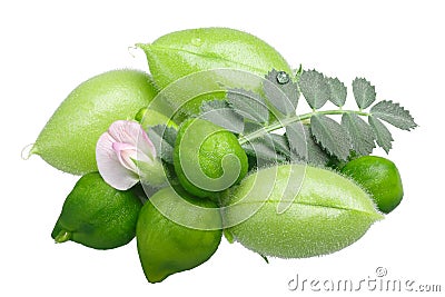 Chickpea Desi Cicer arietinum, path Stock Photo