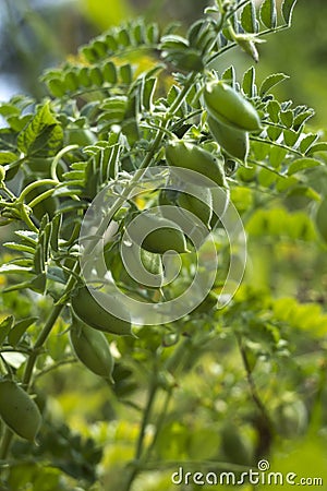 Chickpea Cicer arietinum - leguminous legume plant grows in the garden. Green pods, useful plant. Background Stock Photo