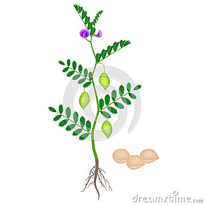 Chickpea plant with roots isolated on white background. Vector Illustration