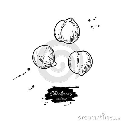 Chickpeas hand drawn vector illustration. Isolated Vegetable engraved style object. Vector Illustration