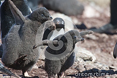 Chicks of Adelie penguins Stock Photo