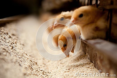 Chicks feed on the farm Stock Photo