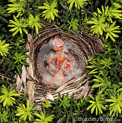 Chicks Hatchling Nest Stock Photo