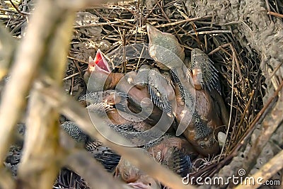 Chicks in a magpie`s nest in the wild Stock Photo