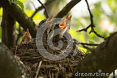 Chicks in a nest Stock Photo