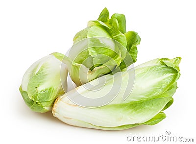 Chicory Stock Photo