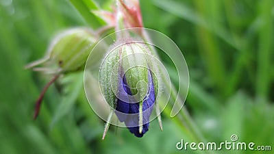 Chicory Bud flower grass nature summer field Stock Photo