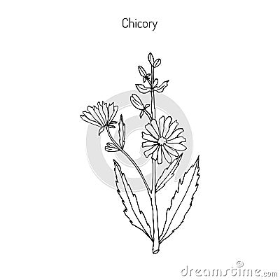 Chicory Cichorium Intybus Vector Illustration