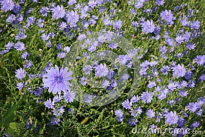 Chicory Field Stock Photo