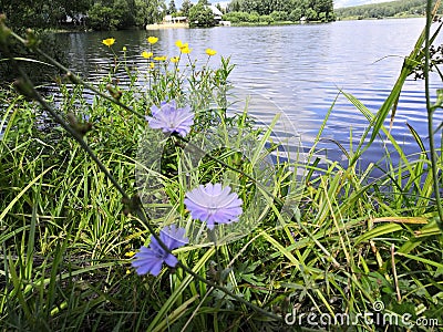 Chicory plant flowers lake forest grass Stock Photo