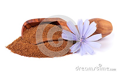 Chicory powder and flower in wooden scoop, isolated on white background. Cichorium intybus. Stock Photo