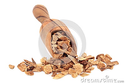 Chicory Root Stock Photo