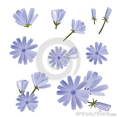 Chicory vector, a collection of various flowers. Hand-drawn vector illustration. Isolated design elements Vector Illustration