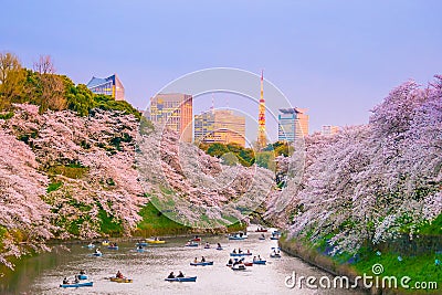 Chidorigafuchi park with full bloom sakura Stock Photo