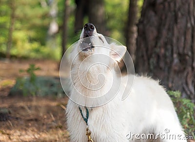 Chien berger blanc suisse in summer forest the dog howls and barks Stock Photo