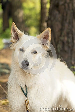 Chien berger blanc suisse in summer forest Stock Photo