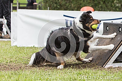 Chien Border collie flyball Editorial Stock Photo