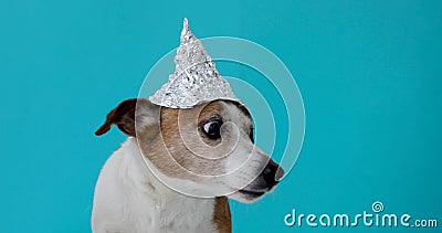 Chien effray? dans un chapeau d'aluminium Chien effray? dans un chapeau d'aluminium