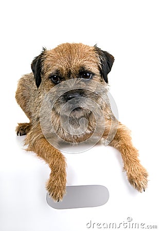 Chien Terrier De L'anglais De Cadre Image libre de droits Chien Terrier De L'anglais De Cadre Image libre de droits