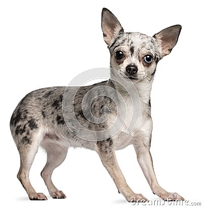 Chihuahua, 18 months old, standing Stock Photo