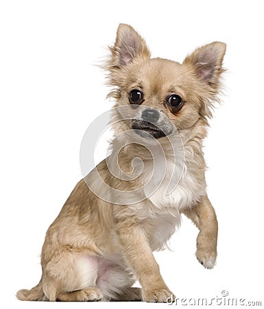 Chihuahua, 6 months old Stock Photo