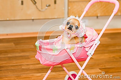 Chihuahua in baby costume in toy pram Stock Photo