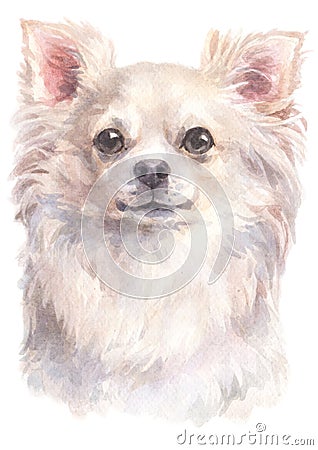 Water colour painting portrait of Chihuahua long-haired 202 Stock Photo